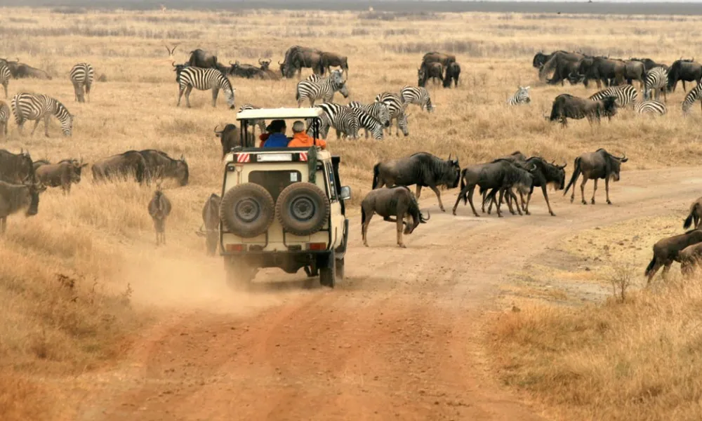 Safari Económico en Tanzania - 4 Días - 3