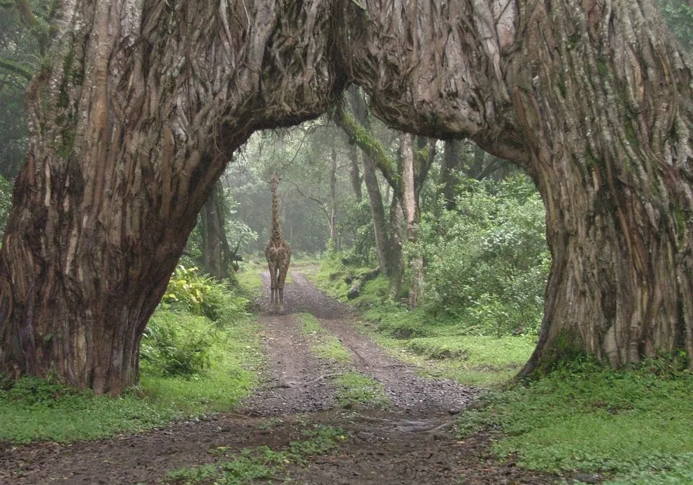 Parque Nacional de Arusha