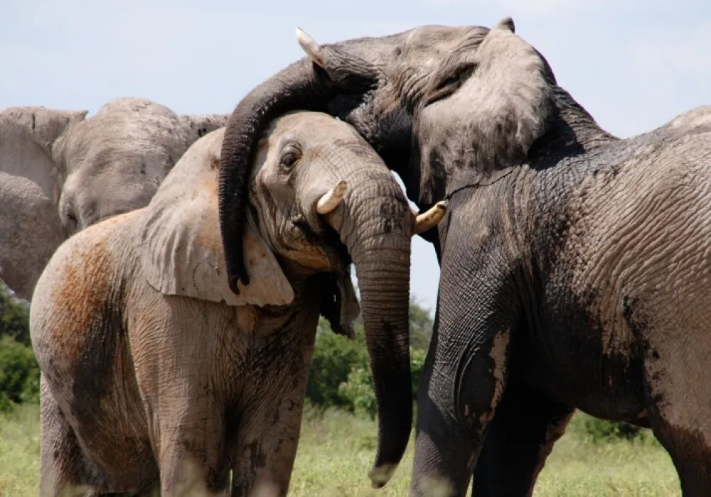 Parque Nacional de Tarangire