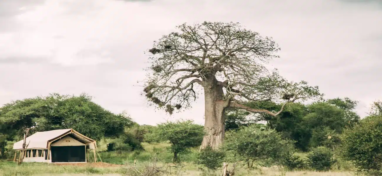 Tarangire Tortilis Camp - 2