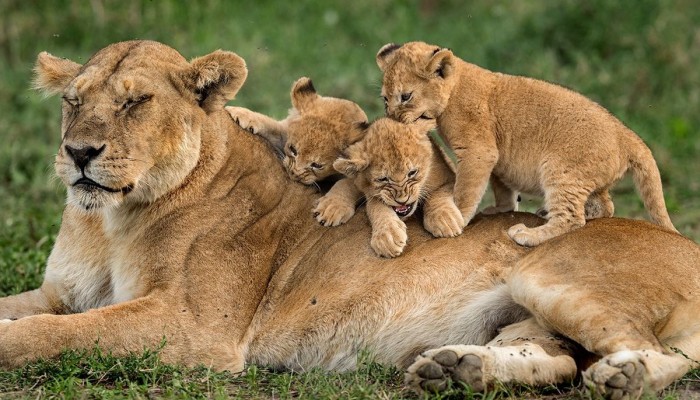 Safari Económico en Tanzania - 4 Días - 4