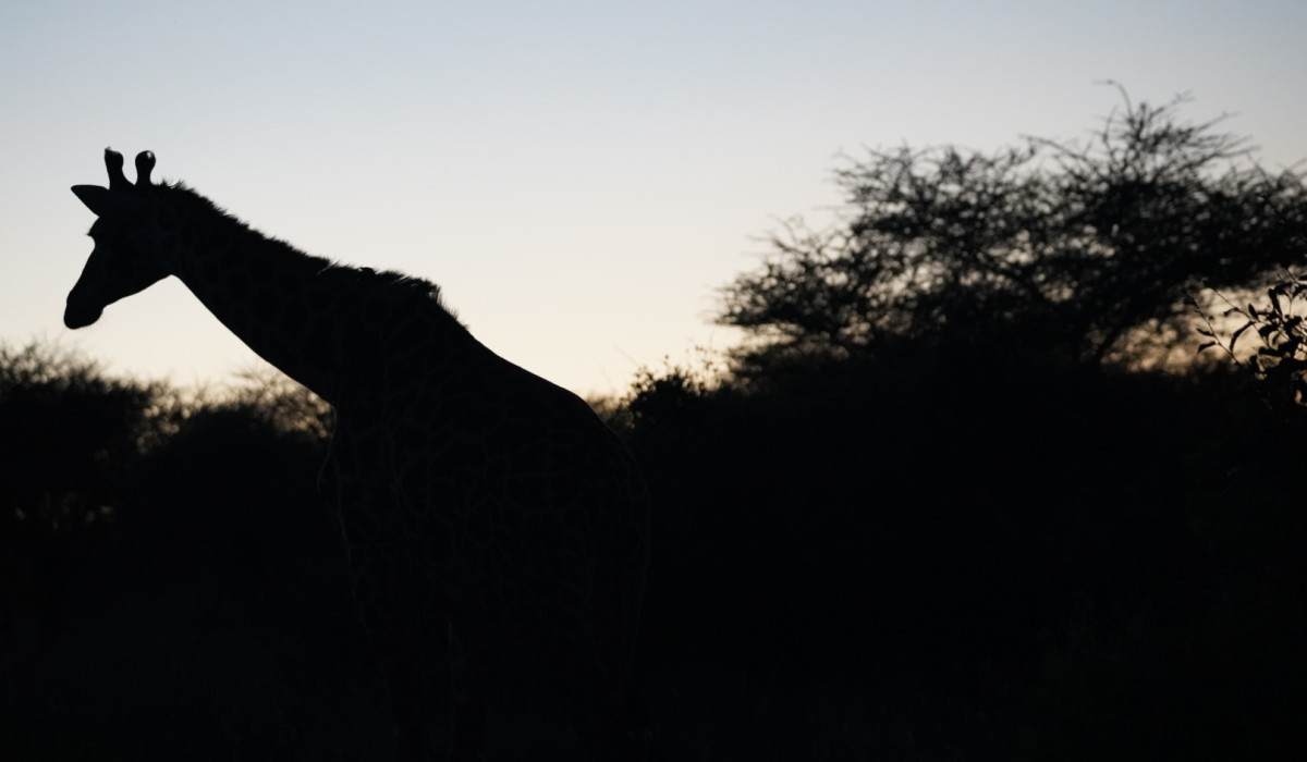 Parque Nacional del Serengeti