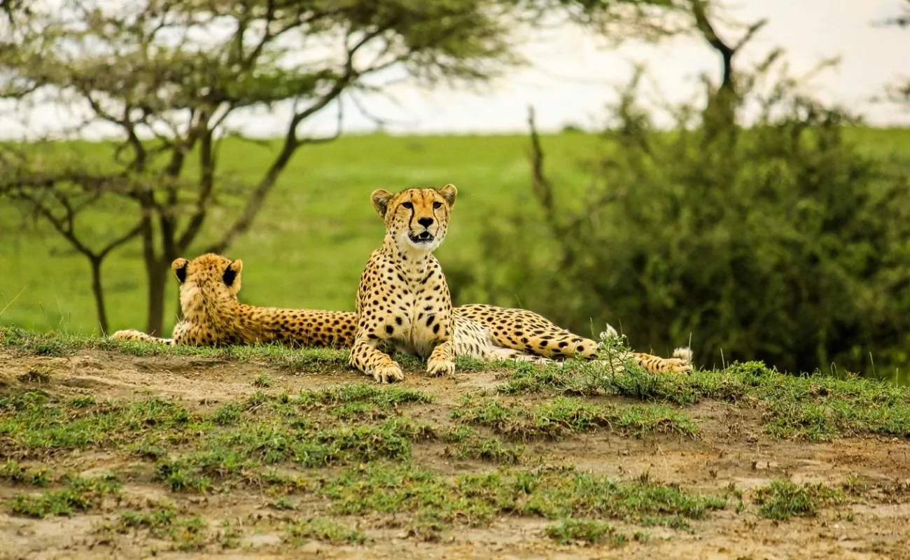 Safari Clásico en Tanzania - 8 Días - 3