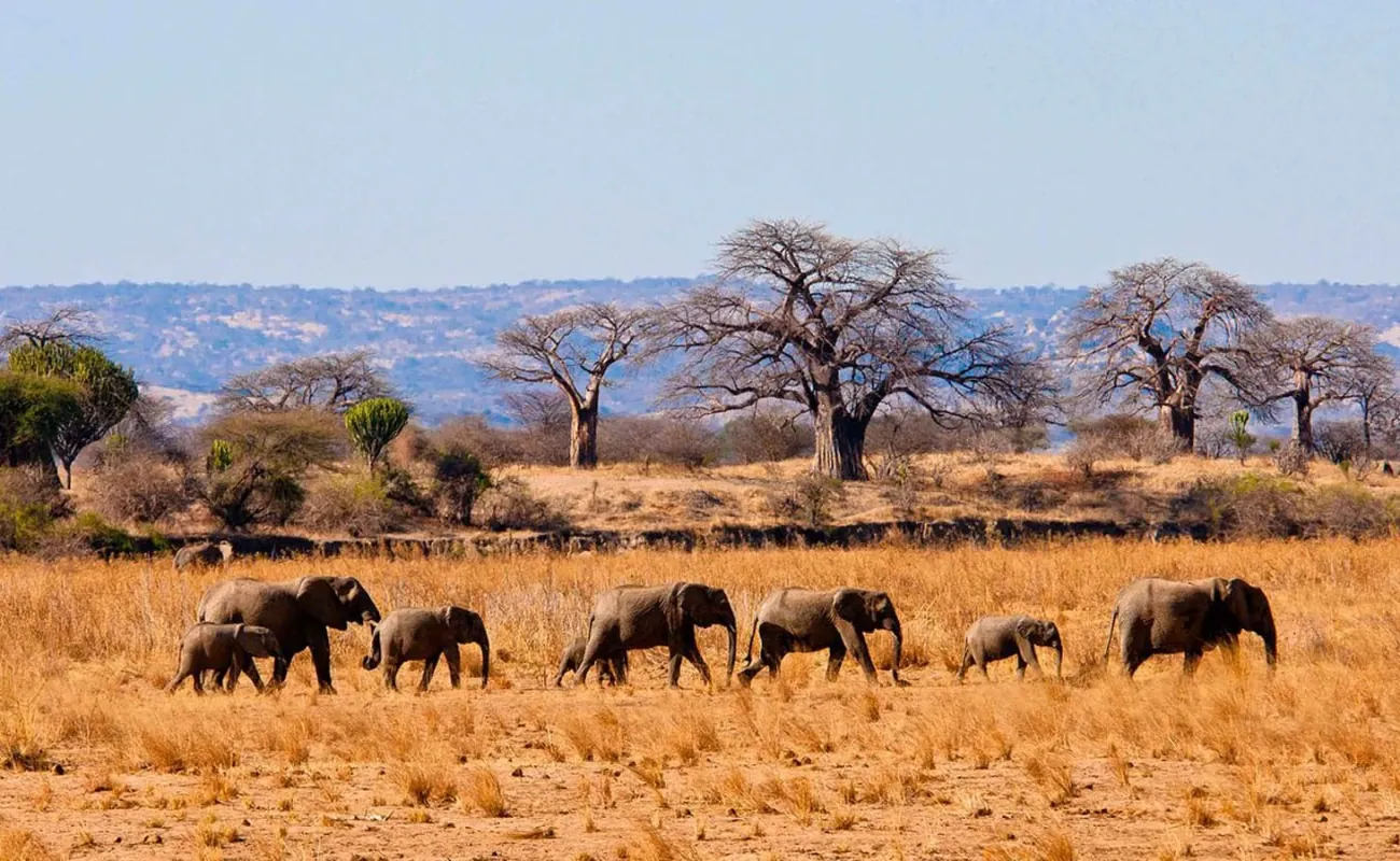 Safari Clásico en Tanzania - 8 Días - 6
