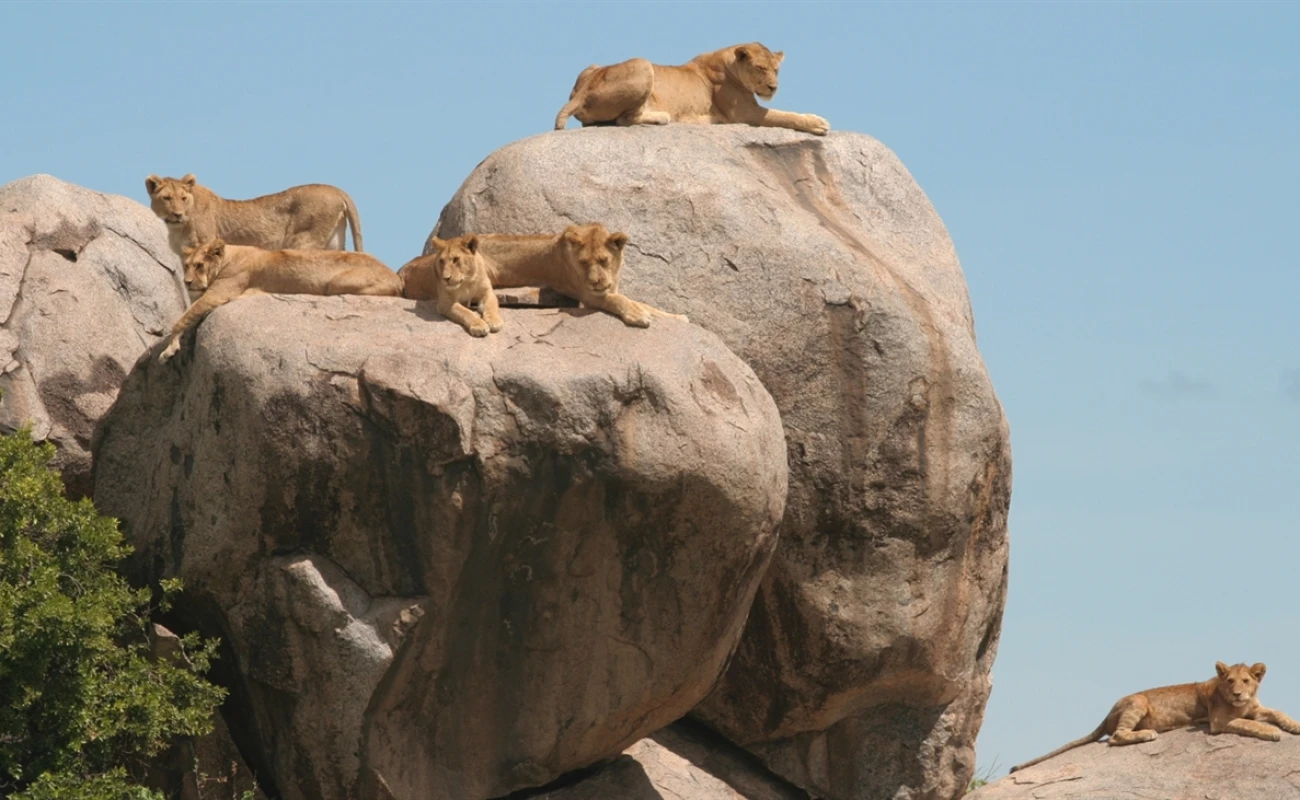 7 días - Safari de familia y amigos - 5