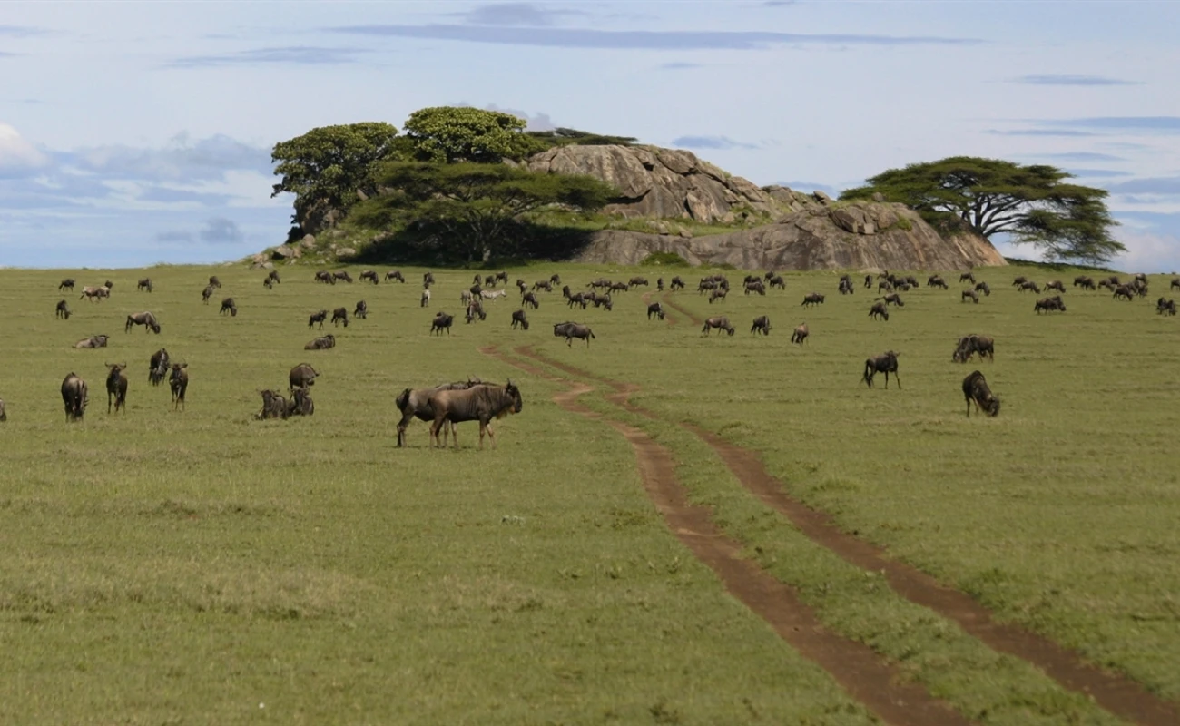 Safari de lujo premium y luna de miel en Tanzania con 3 días en Zanzíbar - 5