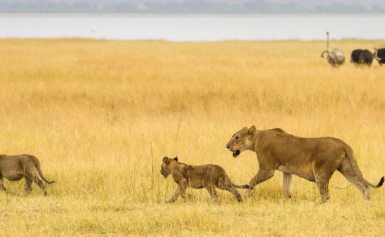Safari de lujo premium y luna de miel en Tanzania con 3 días en Zanzíbar - 2