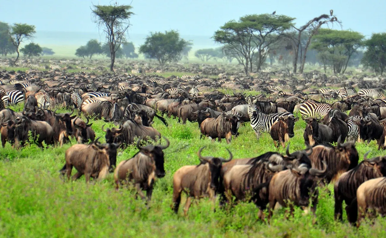 Safari Clásico en Tanzania - 8 Días - 2