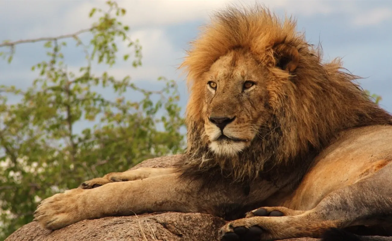 Safari de lujo premium y luna de miel en Tanzania con 3 días en Zanzíbar - 3