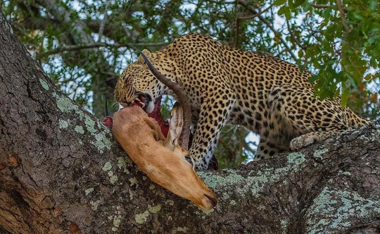 Tanzania y Zanzíbar: 6 días de aventura + 3 días en Zanzíbar - 2