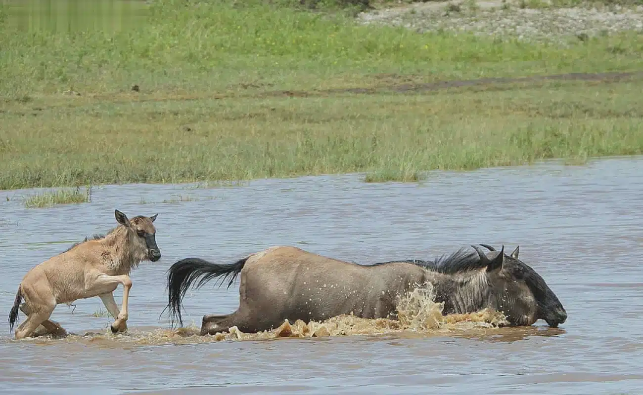 Safari Económico en Tanzania - 4 Días - 2