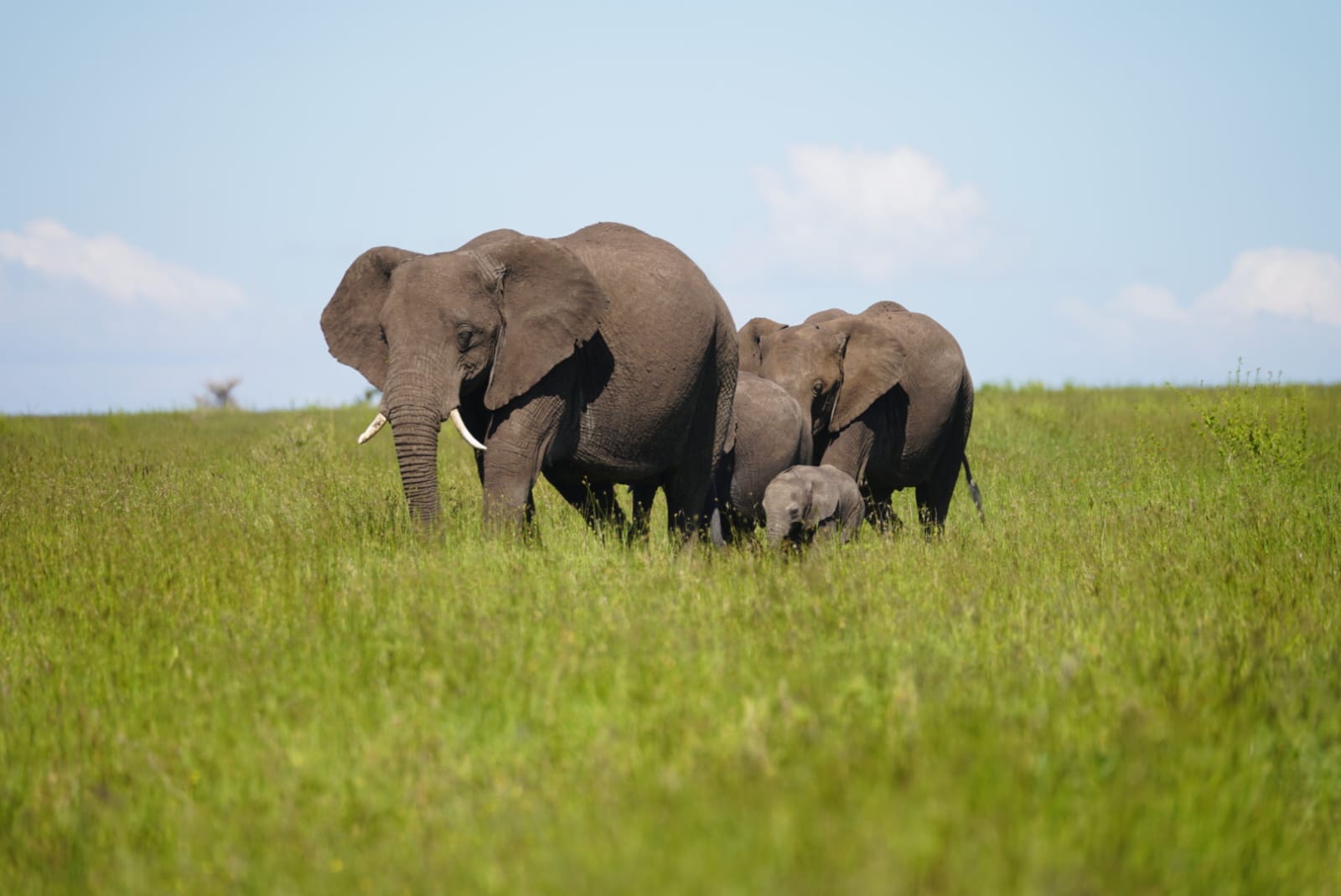 Safari Económico en Tanzania - 4 Días - 6