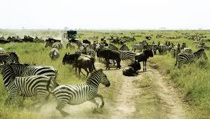 10 Días Safari Kipama Kubwa Tanzania