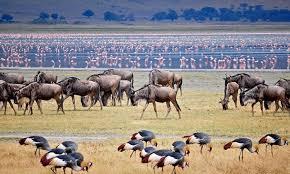 10 Días Safari Kipama Kubwa Tanzania