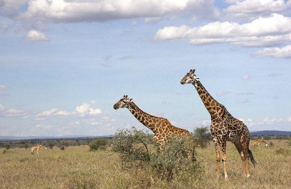 10 Días Safari Kipama Kubwa Tanzania