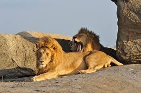 10 Días Safari Kipama Kubwa Tanzania