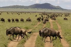 10 Días Safari Kipama Kubwa Tanzania