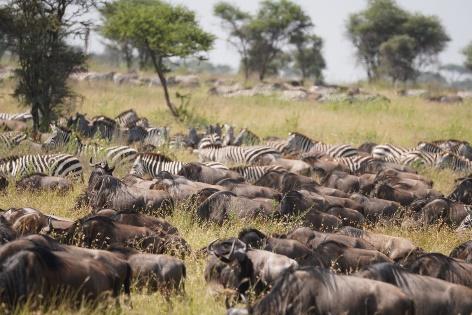 Nus y cebras Serengeti