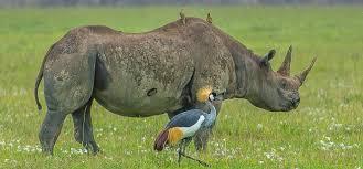 10 Días Safari Kipama Kubwa Tanzania