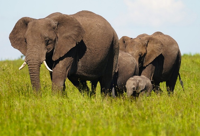 9 Days - Great Migration & Ethnic Safari