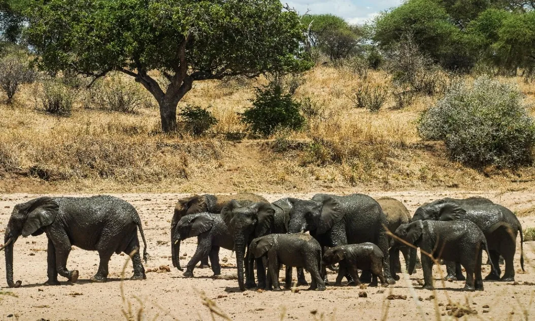 9 Days - Great Migration & Ethnic Safari