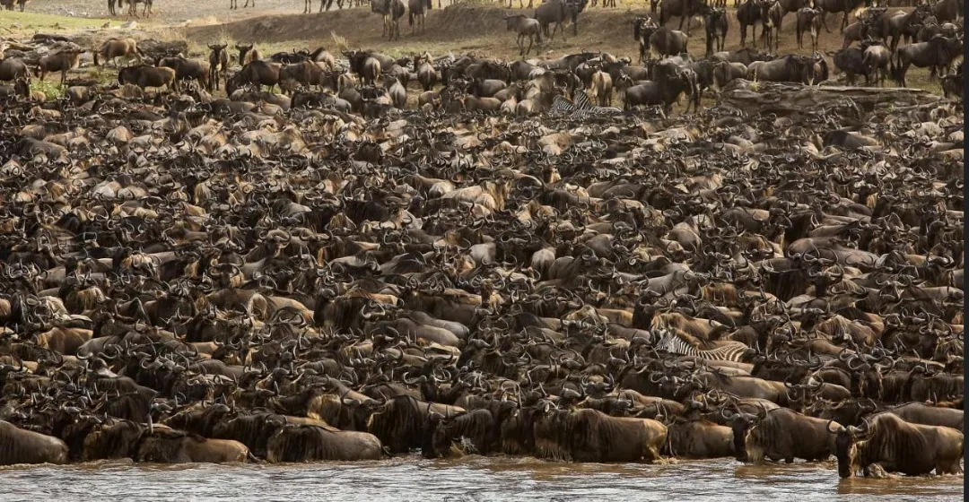 9 Days - Great Migration & Ethnic Safari