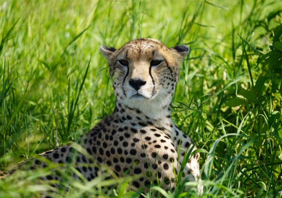 9 Days - Great Migration & Ethnic Safari