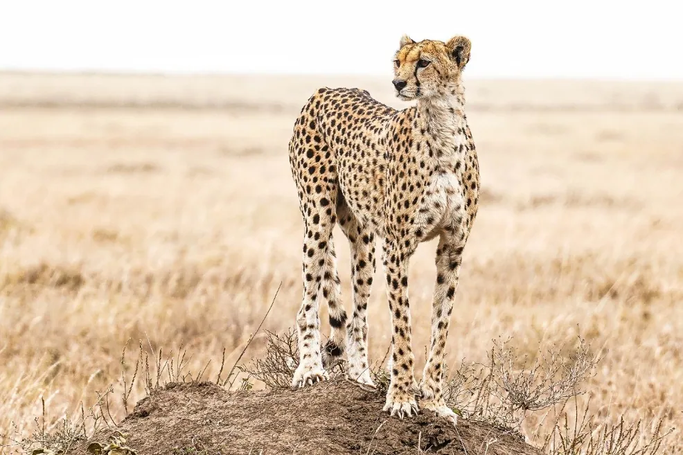 9 Days - Great Migration & Ethnic Safari