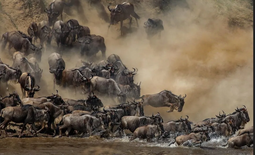 9 Days - Great Migration & Ethnic Safari