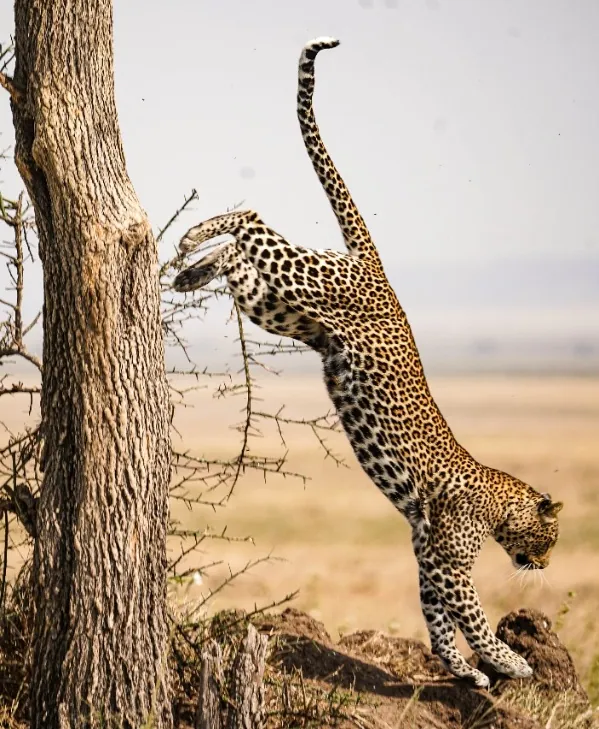 9 Days - Great Migration & Ethnic Safari