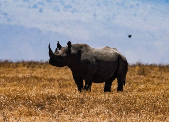 9 Days - Great Migration & Ethnic Safari