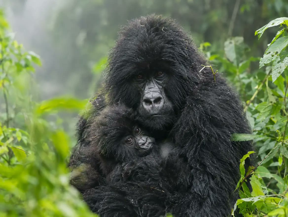 12 Días Safari Uganda: Gorilas en la Niebla y Chimpancés