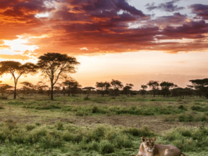 kipama-african-safaris
